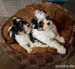 yorkhire terrier Biewer 