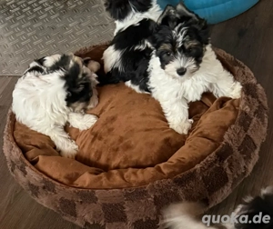 yorkhire terrier Biewer  Bild 3