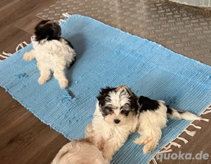 yorkhire terrier Biewer  Bild 2