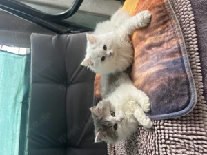 Sibirische Katzen Bild 4