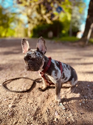 Französische Bulldogge 