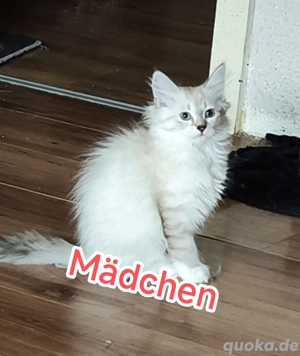 Norweger-Perser-Edelmix