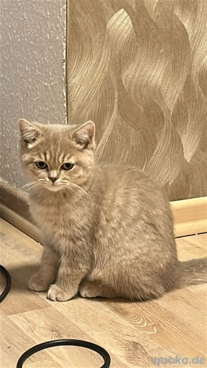 Wunderschöne BKH-Mix Kitten abzugeben