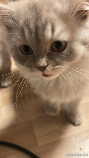 Wunderschöne BKH-Mix Kitten abzugeben