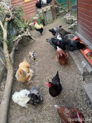 Wunderschöner bunter Hühnerstamm in liebevolle Hände abzugeben