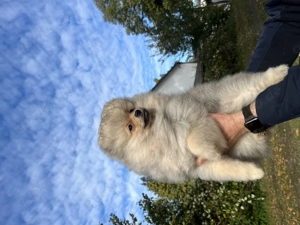 Welpen (Pomeranian)