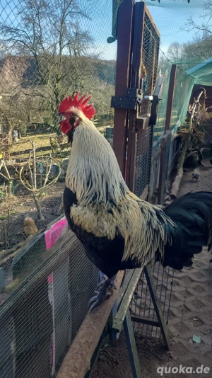 Liebevoller Mixhahn in gute Hände abzugeben
