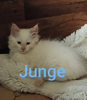 Norweger-Perser-Edelmix