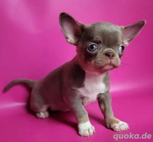 Chihuahua mini welepen Bild 2