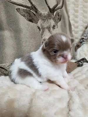  Pomchis   Pomeranian x Chihuahua  Welpen  