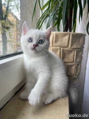 Britisch Kurzhaar Kitten