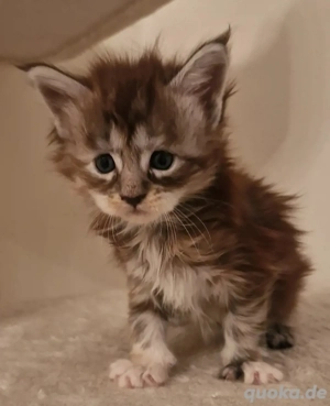 Maine Coon Kitten     Bild 5