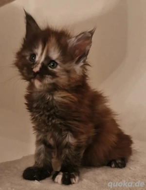Maine Coon Kitten     Bild 4