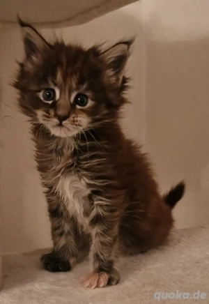 Maine Coon Kitten     Bild 3
