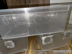 5 x Boxen, Asseln, Rollasseln, Asselhaltung, Reptilen, Aufzucht