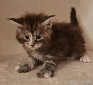 Maine Coon Kitten     Bild 2