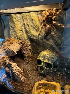 Vogelspinne - Acanthoscurria geniculata