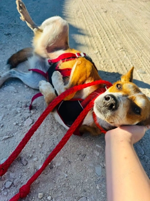 FLY sucht seine Lieblingsmenschen Bild 4