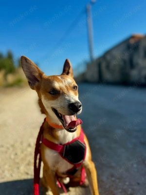 FLY sucht seine Lieblingsmenschen Bild 5