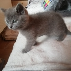 Die letzten beiden Katerchen,suchen liebe Dosis Ragdoll BKH Mix