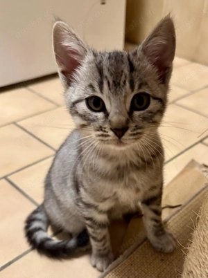 Kätzchen suchen liebevolles neues Zuhause