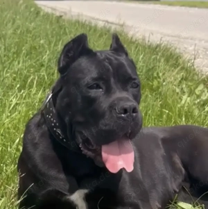 Cane Cors zum züchten abzugeben 