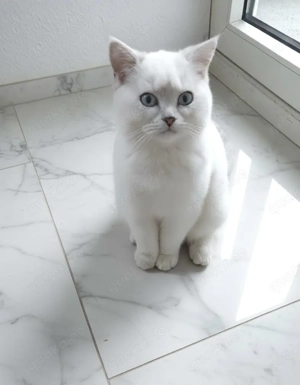 BKH kitten 17 Wochen noch ein Kitten