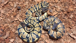 0.3 Classic dh. Desert Ghost Clown nz.25 Königspython   Python Regius