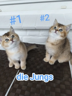 BKH Kitten - Jungen