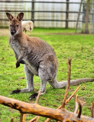Wallaby Bock 