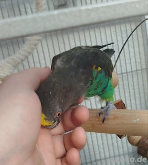 Zahmer, lebensfroher Goldbugpapagei (Meyerspapagei, 9 Jahre) sucht liebevolles Zuhause