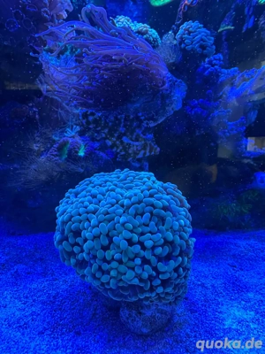 Euphyllia Golden Nugget