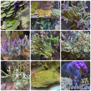 Korallen - Meerwasseraquarium