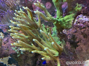 Korallen - Meerwasseraquarium Bild 3