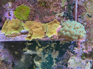 Korallen - Meerwasseraquarium Bild 5