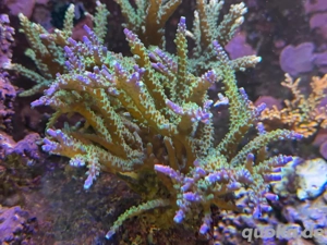Korallen - Meerwasseraquarium Bild 2