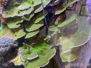 Korallen - Meerwasseraquarium Bild 4
