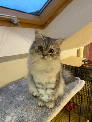 Britisch Kurzhaar Katze   5 Monate, gechipt, geimpft & super lieb 