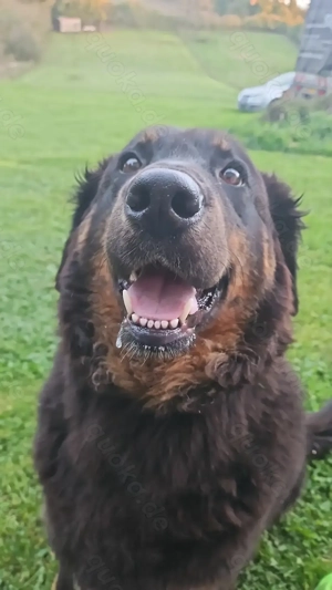 Hovawart Bernersennenhund Mix  Welpen Bild 9 Hovawart Bernersennenhund Mix  Welpen Bild 9