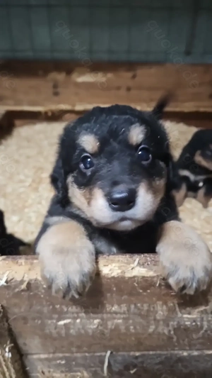 Hovawart Bernersennenhund Mix  Welpen Bild 6 Hovawart Bernersennenhund Mix  Welpen Bild 6