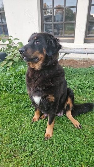 Hovawart Bernersennenhund Mix  Welpen Bild 4 Hovawart Bernersennenhund Mix  Welpen Bild 4