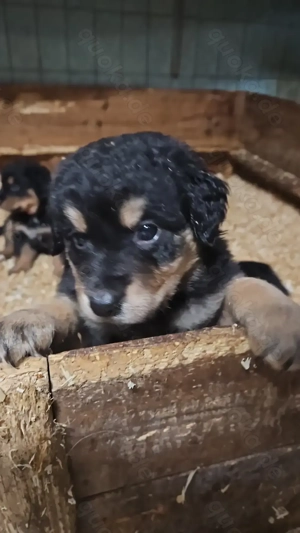 Hovawart Bernersennenhund Mix  Welpen Bild 5 Hovawart Bernersennenhund Mix  Welpen Bild 5