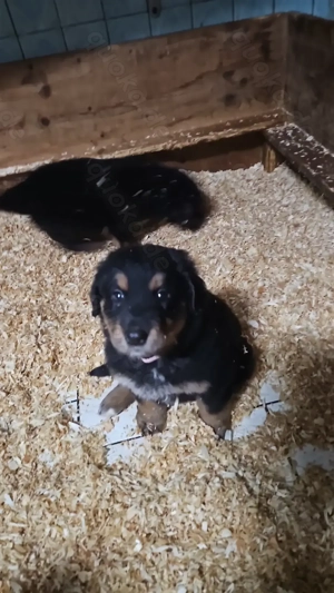 Hovawart Bernersennenhund Mix  Welpen Bild 8 Hovawart Bernersennenhund Mix  Welpen Bild 8