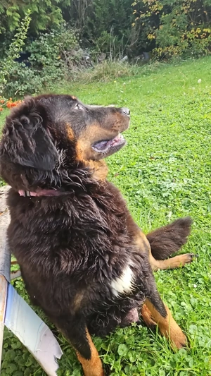 Hovawart Bernersennenhund Mix  Welpen Bild 10 Hovawart Bernersennenhund Mix  Welpen Bild 10