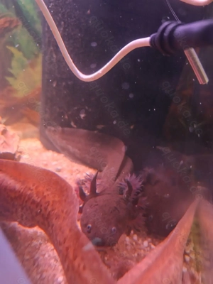 Axolotl Jungtiere in unterschiedlichen Farben 