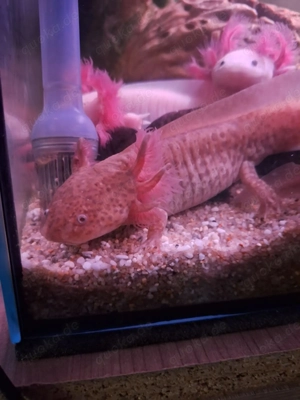 Axolotl Jungtiere in unterschiedlichen Farben 