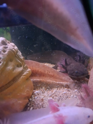 Axolotl Jungtier mela wildling