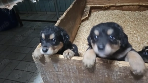 Hovawart Bernersennenhund Mix  Welpen Bild 2 Hovawart Bernersennenhund Mix  Welpen Bild 2