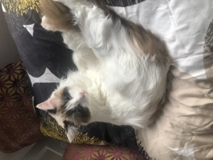 Zum Verkauf: Wunderschöne Ragdoll-Katze Bebe