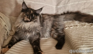 XXXL Mainecoon Mädchen 